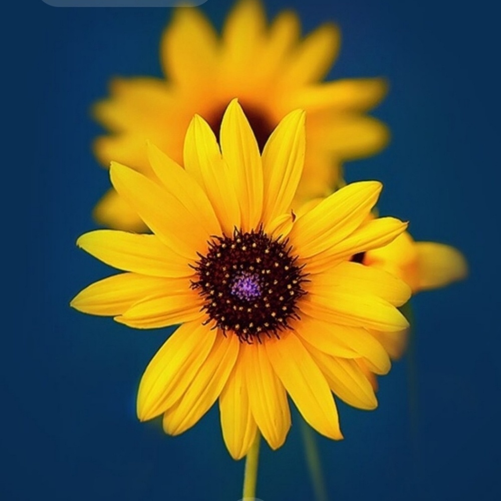 Meet your Posher, Heidi